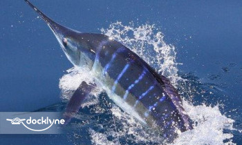 Picante Sportfishing boat rental operation on Chino Hills, CA 3