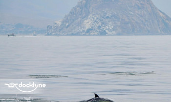 Morro Bay Whale Watching boat rental operation on Morro Bay, CA 5