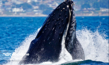 Morro Bay Whale Watching boat rental operation on Morro Bay, CA 6