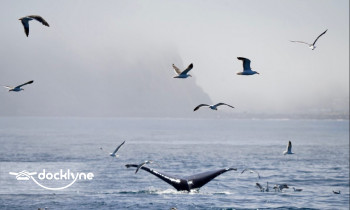 Morro Bay Whale Watching boat rental operation on Morro Bay, CA 7