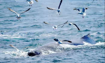 Morro Bay Whale Watching boat rental operation on Morro Bay, CA 9