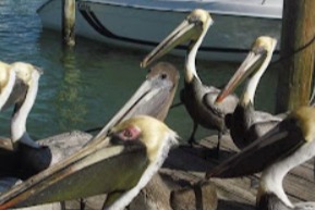 marinaBoat