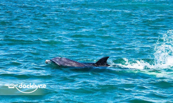 WET Rentals & Tours boat rental operation on Clearwater, FL 4