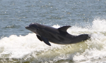 Orange Beach Private Family Dolphin Tours & Boating Safaris boat rental operation on Orange Beach, AL 3