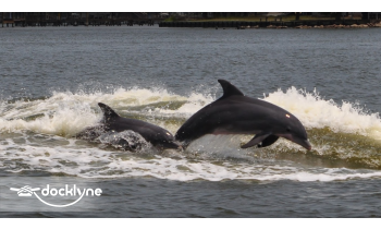 Orange Beach Private Family Dolphin Tours & Boating Safaris boat rental operation on Orange Beach, AL 4