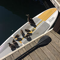 marinaBoat
