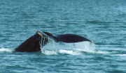 marinaBoat