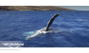 Sea Monkey Private Charters boat rental operation on Lahaina, HI 3