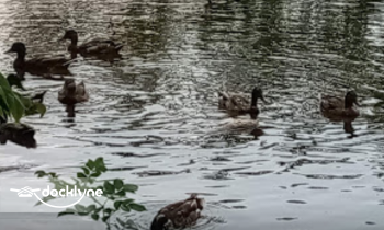 Adventure Shack & Rentals at Centennial Park boat rental operation on Ellicott City, MD 6