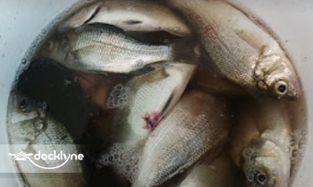 Captain Price Charters boat rental operation on Chester, MD 4