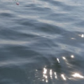 marinaBoat