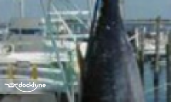 Fat Cat Sport Fishing boat rental operation on Neptune City, NJ 3