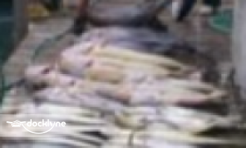 Fat Cat Sport Fishing boat rental operation on Neptune City, NJ 9