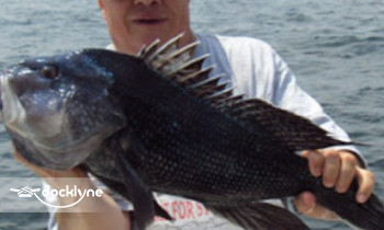 Whatta Catch Sport Fishing & Charter Boat boat rental operation on Brooklyn, NY 1