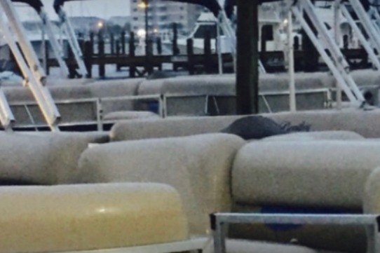 marinaBoat