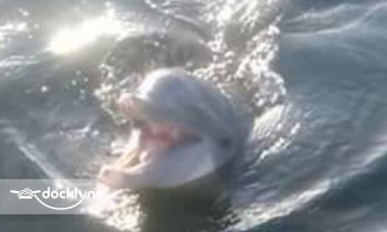 Screaming Eagle Sports boat rental operation on Destin, FL 1