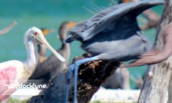 Off the Hook Adventures boat rental operation on Marco Island, FL 6