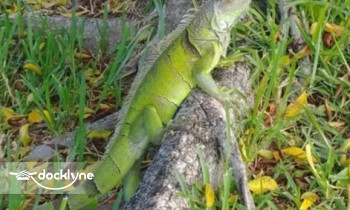 Wet Willy's Watersports boat rental operation on Duck Key, FL 5