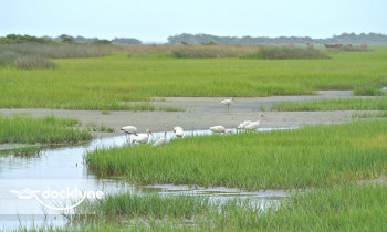 Beaufort Paddle boat rental operation on Beaufort, NC 6