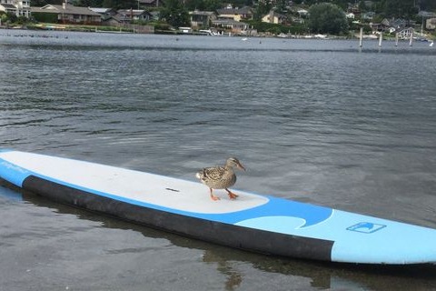 marinaBoat