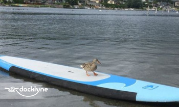 Bloedel Boat Rentals boat rental operation on Bellingham, WA 6