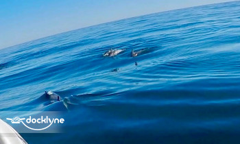 APEX Charters and Rentals boat rental operation on Destin, FL 8