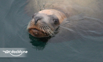 Gato Verde Adventure Sailing boat rental operation on Bellingham, WA 2