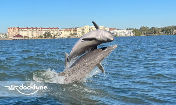ParrotDise Express Boat Tours boat rental operation on Dunedin, FL 4