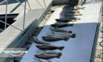 Ponce Inlet Watersports - Manatee & Dolphin Boat Tours boat rental operation on Ponce Inlet, FL 3