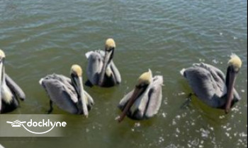 Ponce Inlet Watersports - Manatee & Dolphin Boat Tours boat rental operation on Ponce Inlet, FL 6